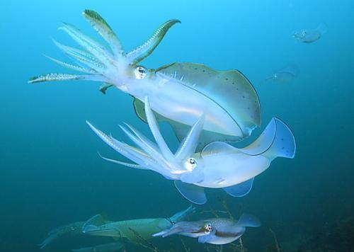 2025年新澳天天开好彩资料与2025年新澳门天天开彩免费资料,﻿全面释义、解释与落实与警惕虚假宣传,高效任务反馈_魅力版36.675