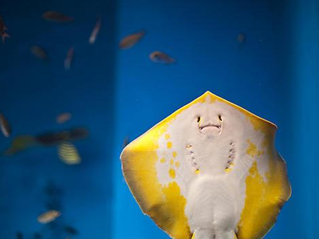 2025年新澳门免费资料与2025年訢澳门免费资料,﻿全面释义、解释与落实与警惕虚假宣传,专业方案设计_娱乐版33.512