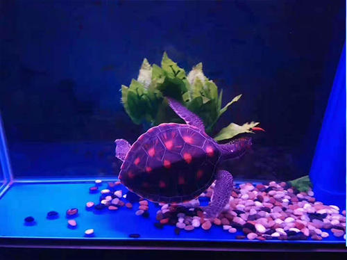 新澳门开奖结果2025开奖记录查询与新澳门开奖结果开奖记录查询,﻿全面释义、解释与落实与警惕虚假宣传,全面执行设计_集成化版92.120